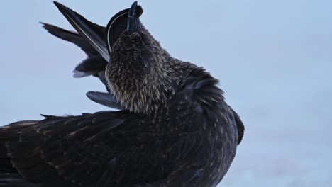 Antarktischer-Seevogel-Auf-Schnee-Und-Eis,-Südpolar-Skua-Vogel-Aus-Nächster-Nähe-In-Der-Winterlandschaft-Auf-Weißem,-Schneebedecktem-Boden,-Der-Seine-Federn-Auf-Der-Antarktischen-Halbinsel-In-Der-Natur-Beschneidet-Und-Reinigt
