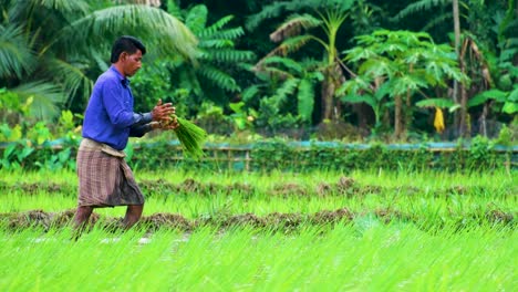 Porträt-Eines-Bauern,-Der-Reisfeld-Setzlinge-Auf-Kultiviertem-Land-In-Südasien-Pflanzt