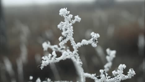 Gefrorenes,-Mit-Frost-Bedecktes-Gras-An-Einem-Kalten-Wintermorgen-In-Filmischer-Zeitlupe