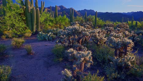 Slow-tilt-up-of-morning-light-over-cacti-in-Sabino-Canyon,-Saguaro-and-Cholla-Cacti,-Santa-Catalina-backdrop