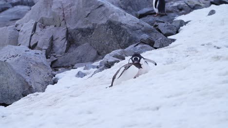 Slow-Motion-Funny-Animals-with-Baby-Penguin-Chick-Running-after-its-Mother,-Hungry-Penguins-Wanting-Feeding-by-Parent-in-Antarctica,-Baby-Animals-and-Wildlife-in-the-Snow-at-a-Colony