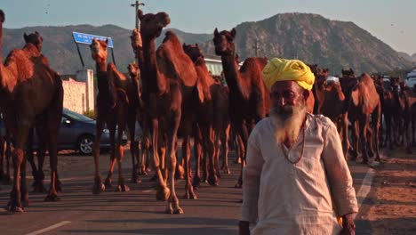 A-camel-herds-man-bringing-his-herd-of-camel-for-the-pushkar-camel-fair