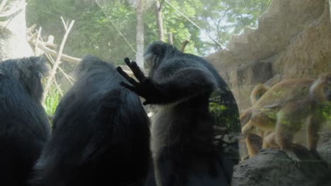 Eine-Herde-Javanischer-Lutungs-Sitzen-In-Ihrem-Gehege-Im-Zoo-Von-Bali