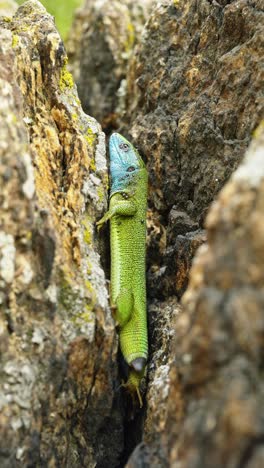 The-Tailless-Survivor:-A-Lizard's-Tale