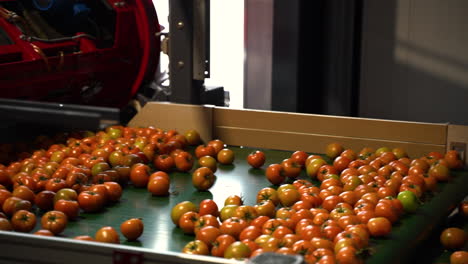 Industrial-factory-for-freshly-grown-tomatoes-to-sort,-motion-view