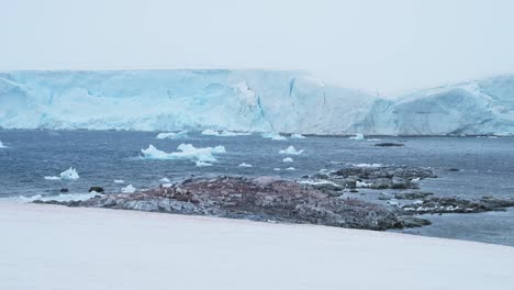 Colonia-De-Pingüinos-En-El-Paisaje-De-La-Antártida,-Pingüinos-Papúa-En-La-Nieve-Mientras-Nieva-En-Un-Clima-Frío-Y-Ventoso,-Vida-Silvestre-De-La-Península-Antártica-Y-Animales-En-Invierno-Con-Icebergs-Y-Un-Glaciar