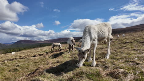 Reindeer-grazing-peacefully-in-the-Cairngorms,-Scotland-with-vast-open-landscapes-and-clear-skies