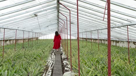 Pineapple-Greenhouse-in-the-Azores,-Brunette-in-red-dress-walking-barefoot