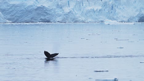 Humpback-Whale-Tail-Fluke-in-Slow-Motion,-Antarctica-Wildlife-of-Whales-Surfacing,-Blowing-and-Breathing-air-through-Blowhole-Spout,-Wildlife-Diving-in-Antarctic-Peninsula-Southern-Ocean-Sea-Water