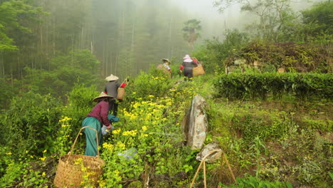 A-group-of-Chinese-women-picking-tea-and-walking-through-the-hills-in-China