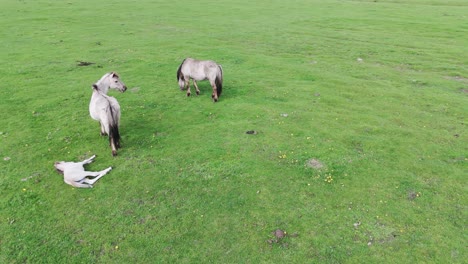 Caballos-Salvajes-Y-Vacas-Auroxen-Corriendo-En-El-Campo-Del-Parque-Nacional-De-Pape,-Letonia