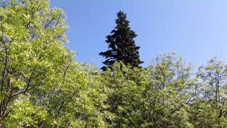 ascending-flight-with-a-drone-in-an-environment-of-ash-trees-where-a-large-fir-Abies-alba-stands-out-among-them-with-its-striking-color