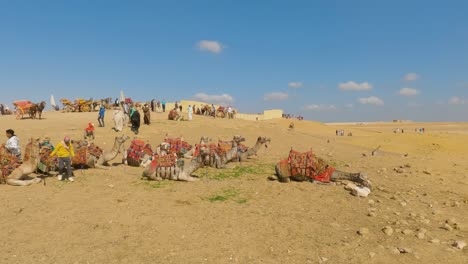 Pack-of-camel-herd-rests-with-guides-on-desert-sands-near-pyramids