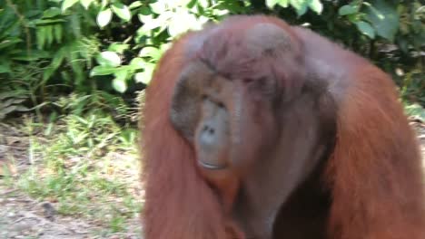 Large-Orangutan-Walking-Past-On-Forest-Floor-In-Borneo-Past-Tourists