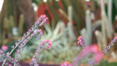 Rack-Focus-Ziehen-Aufnahme-Von-Echeveria-Blühende-Pflanzen-In-Der-Stacheligen-Kaktus-Garten