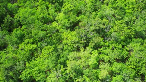 Luftaufnahme-Senkrecht-Nach-Unten-über-Dichten-Wald-In-Florida