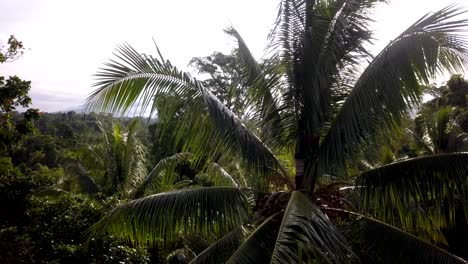 Aerial-orbit-of-a-man-collecting-coconuts-on-the-top-of-a-palm-tree-in-Papua-New-Guinea