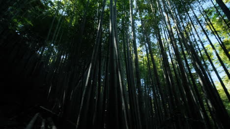 Bosque-De-Bambú-Contra-El-Cielo-Azul-En-Japón