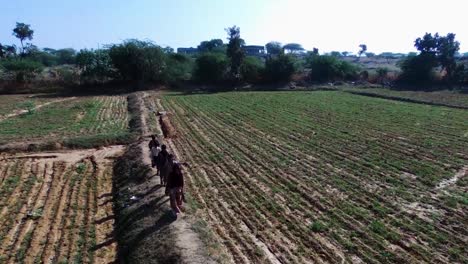 Ascendente-Aéreo-Hacia-Adelante-Sobre-La-Familia-De-Agricultores-Caminando-En-Los-Campos,-Aldea-De-Dhanlaxmi-En-Rajasthan