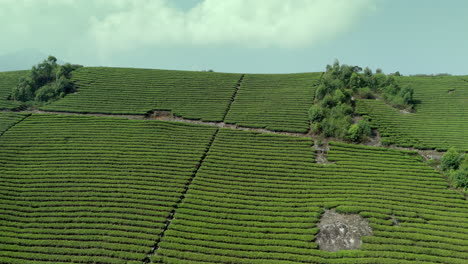 Panorámica-Hermosa-Plantación-De-Té-Brumoso-Plantaciones-De-Té-De-Clase-Mundial-En-Las-Colinas-De-Munnar,-Kerala,-India