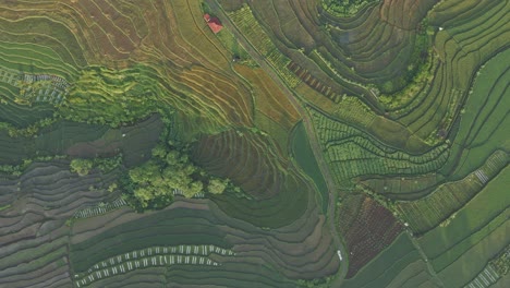 Directly-top-down-view-green-agricultural-field-of-rice-field