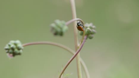 Close-up-shot-of-a-ladybug-on-a-green-vine-in-a-natural,-soft-focus-environment