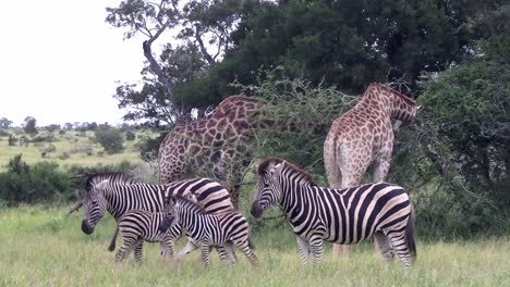 Zebras-and-giraffes-graze-in-South-Africa-Kruger-savanna-wildlife-reserve