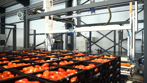 Moderne-Automatisierte-Fabrik,-In-Der-Frische-Tomaten-Verarbeitet-Werden