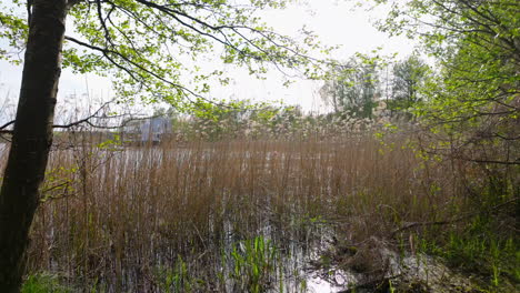Tall-reeds-stand-by-the-edge-of-a-body-of-water,-with-a-background-of-trees-and-a-partially-cloudy-sky
