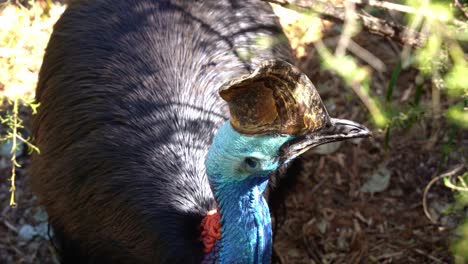 Ein-Großer-Flugunfähiger-Schwarzer-Vogel,-Der-Kasuar,-Casuarius-Casuarius,-Ruht-Und-Schläft-Auf-Dem-Waldboden,-Erkundet-Die-Umgebung-In-Seinem-Natürlichen-Lebensraum,-Nahaufnahme