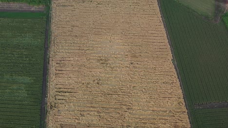 La-Cámara-Del-Dron-Va-Hacia-El-Frente-Y-Muestra-Muchos-Cultivos-De-Trigo.