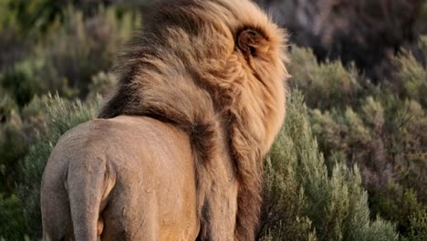 Großer-Alpha-Löwe,-Der-In-Niedrigen-Büschen-Steht-Und-Sich-Umschaut,-Während-Seine-Mähne-Majestätisch-Im-Wind-Und-Im-Warmen-Abendlicht-Weht