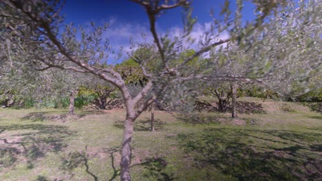 Slow-aerial-shot-of-trees-blowing-in-the-wind-at-a-villa-in-france