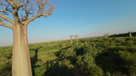 Vuelo-Rápido-De-Drones-FPV-En-El-Baobab.-