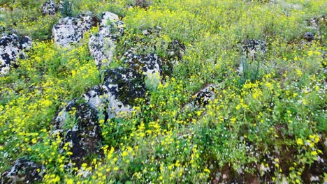 Pasos-De-La-Tumba-De-Amyntas-En-Fethiye,-Flores-Exuberantes-Y-Vibrantes,-Muğla-Türkiye:-Construido-En-El-Año-350-A.C.