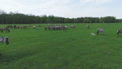 Wild-Horses-and-Auroxen-Cows-Running-in-the-Field-of-Pape-National-Park,-Latvia