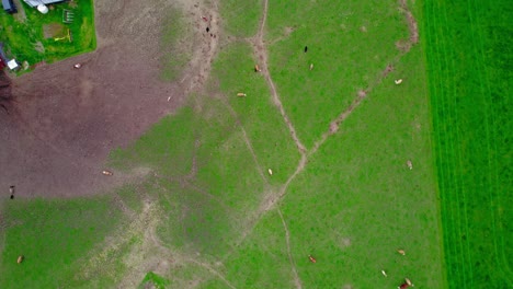 Vibrant-aerial-capturing-farm-cattle-peacefully-grazing-in-lush,-green-Howard-PA-fields