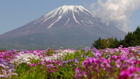 Filmischer-Schwenk-Nach-Oben-über-Den-Wunderschönen-Fuji-Mit-Leuchtend-Blühenden-Frühlingsblumen