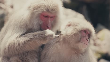 Adult-Japanese-Macaque-Grooming-Another-In-Japan