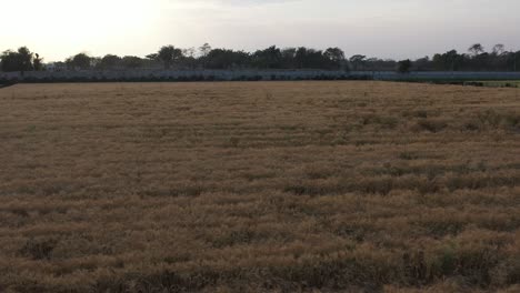 Moving-ahead,-large-wheat-fields-are-visible