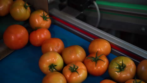 Fresh-tomatoes-rolling-through-industrial-conveyor,-close-up-view
