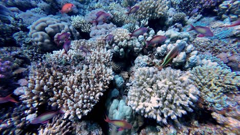 Colorful-Fishes-Swimming-Over-Coral-Reefs-At-The-Bottom-Of-Red-Sea-In-Dahab,-Egypt