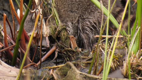 Nahaufnahme-Eines-Jungen-Waschbären,-Der-Tagsüber-Im-Schlamm-Nach-Nahrung-Sucht,-Um-Alligatoren-Zu-Vermeiden