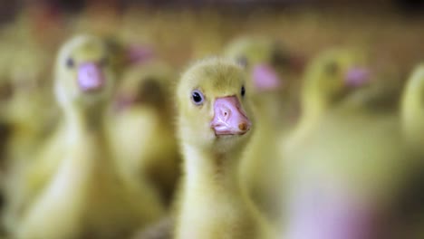 Young-Geese-close-up-looking-into-camera