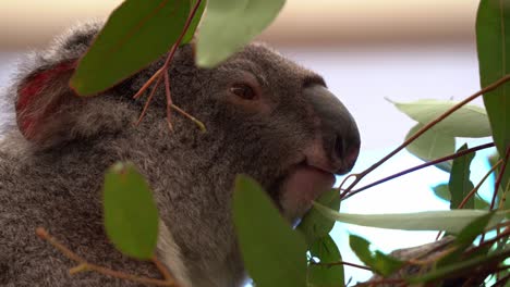 Primer-Plano-De-Perfil-De-Un-Lindo-Y-Adorable-Koala-Activo,-Phascolarctos-Cinereus-Con-Pelaje-Gris-Claro-Y-Esponjoso,-Sentado-En-El-árbol,-Comiendo-Hojas-De-Eucalipto