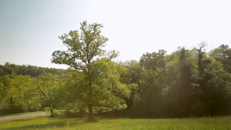 Sunlit-rural-landscape-featuring-a-single-tree,-lush-greenery-and-a-clear-sky