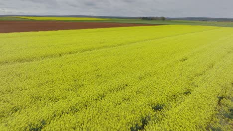 Aerial-shot-of-a-rapeseed-field
