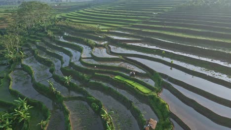 Aerial-view-of-traditional-farmers-are-working-in-the-rice-field-with-buffalo