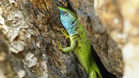 The-Tailless-Survivor:-A-Lizard's-Tale