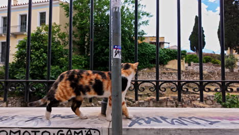 Beautiful-kitten-stride-along-kerb,-Acropolis-peripheral-area,-archaeological-place-in-Greece